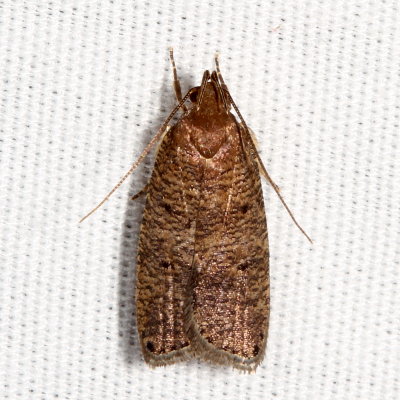 Hodges#0957 * Dotted Leaftier Moth * Psilocorsis reflexella