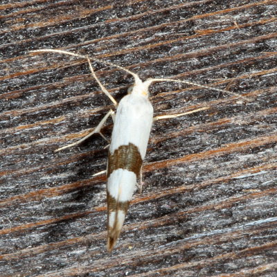 Hodges#2467 * Cherry Shoot Borer * Argyresthia oreasella