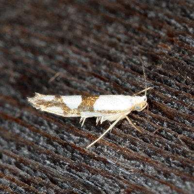 Hodges#2467 * Cherry Shoot Borer * Argyresthia oreasella