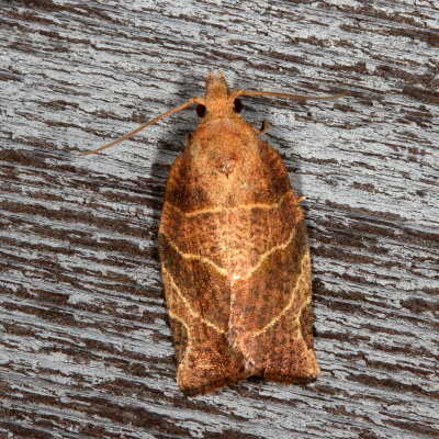 Hodges#3594 * Three-lined Leafroller Moth * Pandemis limitata