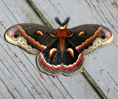 Hodges#7767 * Cecropia Moth * Hyalophora cecropia 