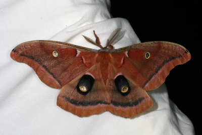 Hodges#7757 * Polyphemus Moth * Antheraea polyphemus