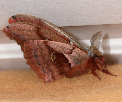 Hodges#7757 * Polyphemus Moth * Antheraea polyphemus