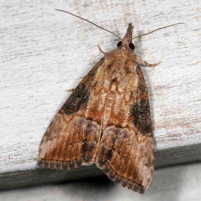 Hodges#8465 * Green Cloverworm Moth * Hypena scabra 