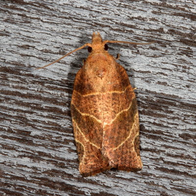 Hodges#3594 * Three-lined Leafroller Moth * Pandemis limitata 