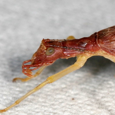 Two-spotted Tree Cricket