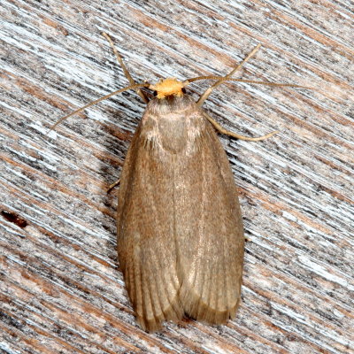 Hodges#5623 - Lesser Wax Moth * Achroia grisella