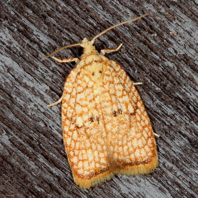 Hodges#3501 * Maple Leaftier * Acleris forsskaleana