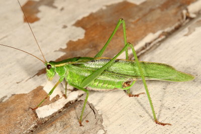 Scudderia septentrionalis * Northern Bush Katydid