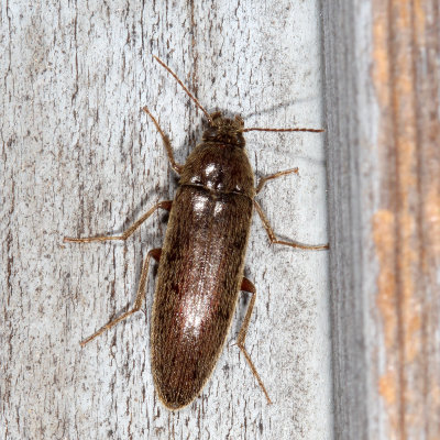 Synchroidae : Synchroa Bark Beetles
