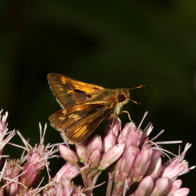 Peck's Skipper ♀