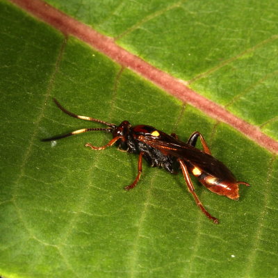 Tribe Ichneumonini  ♀ 