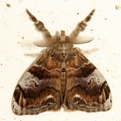 Hodges#8314 * Definite Tussock Moth * Orgyia definita