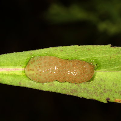 Limnephilidae Caddisfly eggs