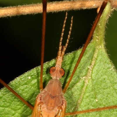 Tipula ultima