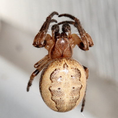 Larinioides cornutus * Furrow Orbweaver