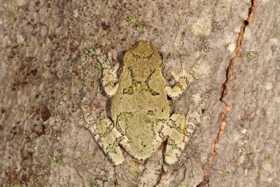 Gray Treefrog