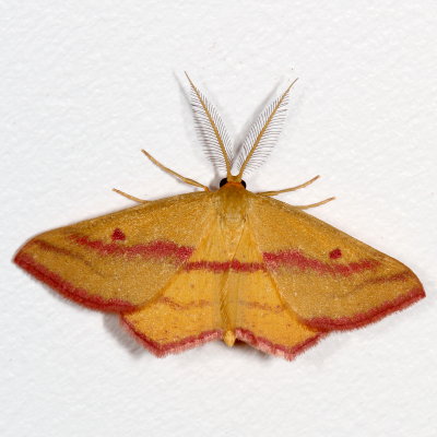 Hodges#7146 * Chickweed Geometer ♂ * Haematopis grataria