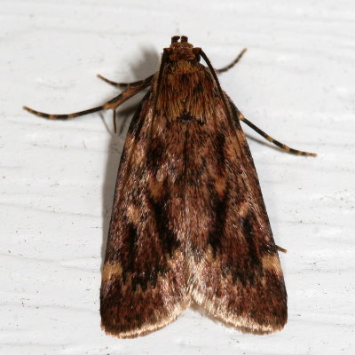 Hodges#5518 * Grease Moth * Aglossa cuprina 