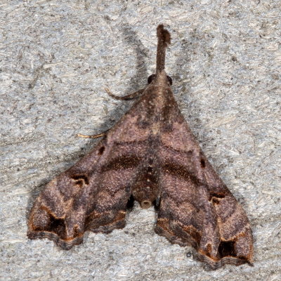 Hodges#8398 * Faint-spotted Palthis * Palthis asopialis 