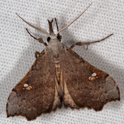 Noctuidae: Herminiinae through Hypeninae Moths 8322 - 8489