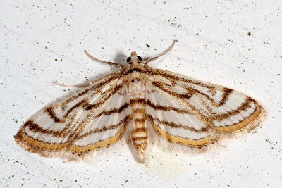 Hodges#4761 * Chestnut-marked Pondweed Moth * Parapoynx badiusalis