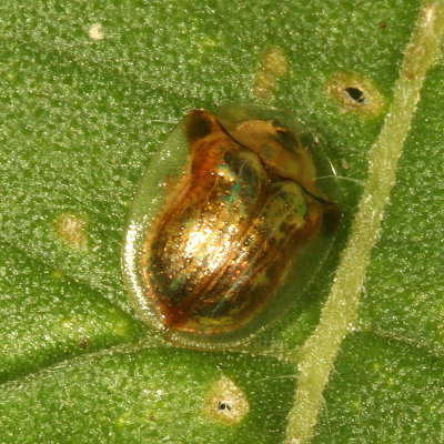 Deloyala guttata * Mottled Tortoise Beetle