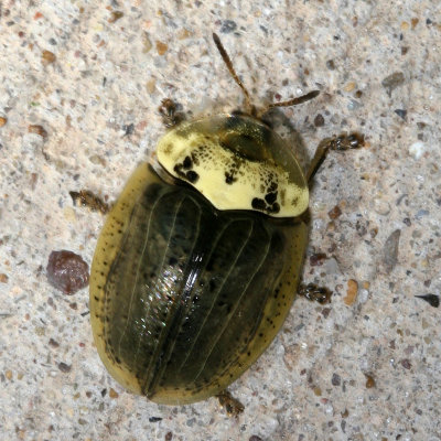 Physonota alutacea * Wild Olive Tortoise Beetle