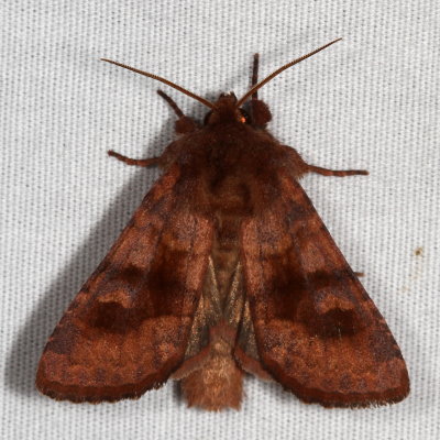 Hodges#10524 * Bronzed Cutworm * Nephelodes minians