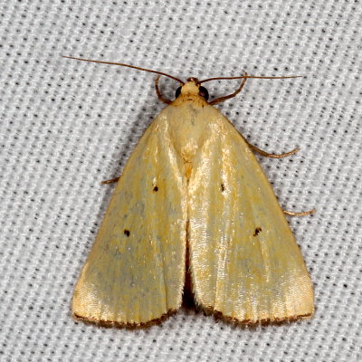 Hodges#9044 * Black-bordered Lemon * Marimatha nigrofimbria