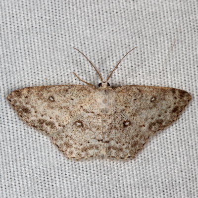 Hodges#7139 8 Sweetfern Geometer ♂ * Cyclophora pendulinaria
