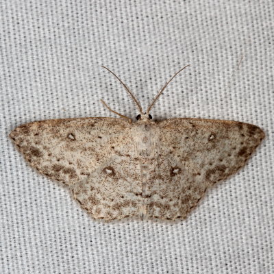 Hodges#7139 - Sweetfern Geometer ♂ * Cyclophora pendulinaria 