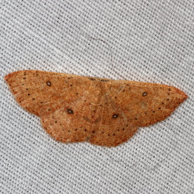 Hodges#7136 * Packard's Wave * Cyclophora packardi 