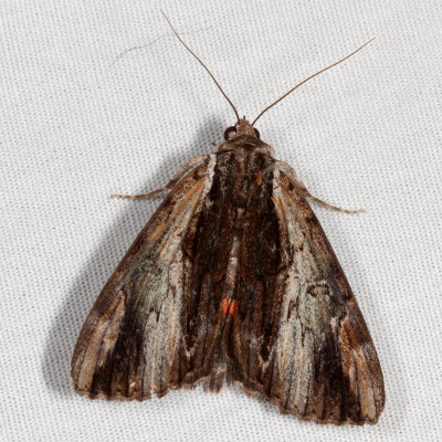 Hodges#8857 * Ultronia Underwing * Catocala ultronia