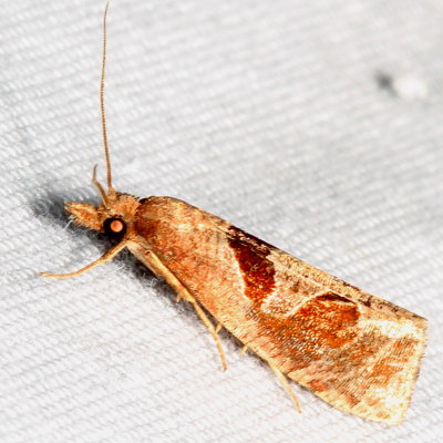 Hodges#3116.1 * Eucosma similiana