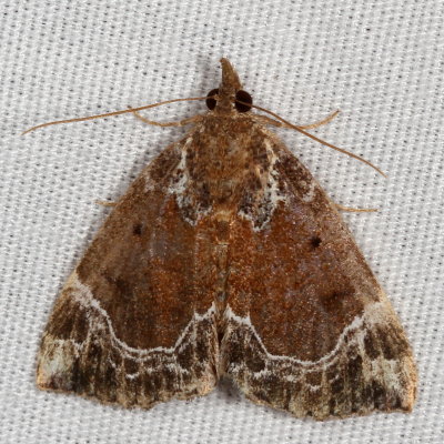 Hodges#8445 * White-lined Bomolocha * Hypena abalienalis