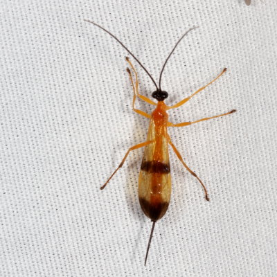 Acrotaphus wiltii ♀