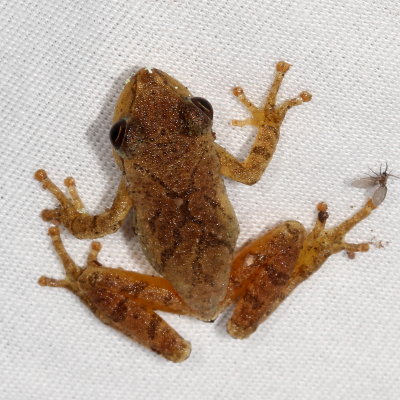 Spring Peeper
