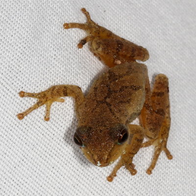 Spring Peeper
