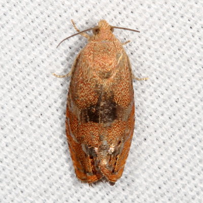 Hodges#3494 * Filbertworm Moth * Cydia latiferreana