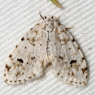 Hodges#8098 * Little White Lichen Moth * Clemensia albata 