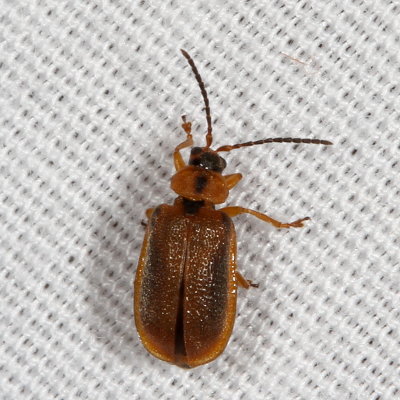 Neogalerucella calmariensis * Black-margined Loosestrife Beetle