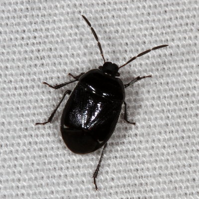 Sehirus cinctus * White-margined Burrower Bug