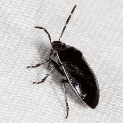 Sehirus cinctus * White-margined Burrower Bug