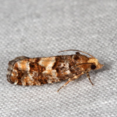 Hodges#3074 * White Pine Cone Borer * Eucosma tocullionana