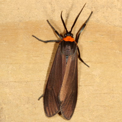 Hodges#8267 * Yellow-collared Scape Moth * Cisseps fulvicollis