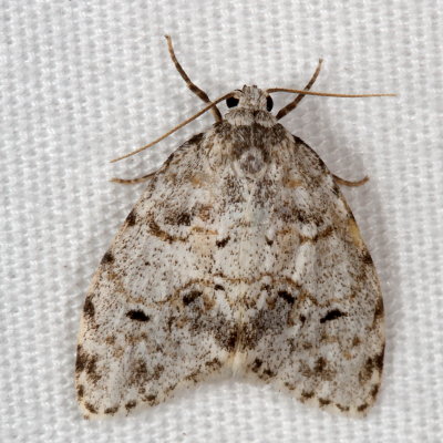 Hodges#8098 * Little White Lichen Moth * Clemensia albata 