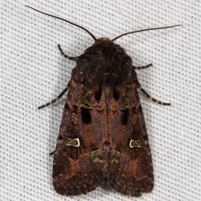 Hodges#10397 * Bristly Cutworm * Lacinipolia renigera