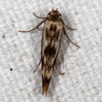 Hodges#1673 * Chenopodium Scythris Moth * Scythris limbella