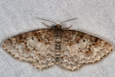 Hodges#7422 * Unadorned Carpet * Hydrelia inornata